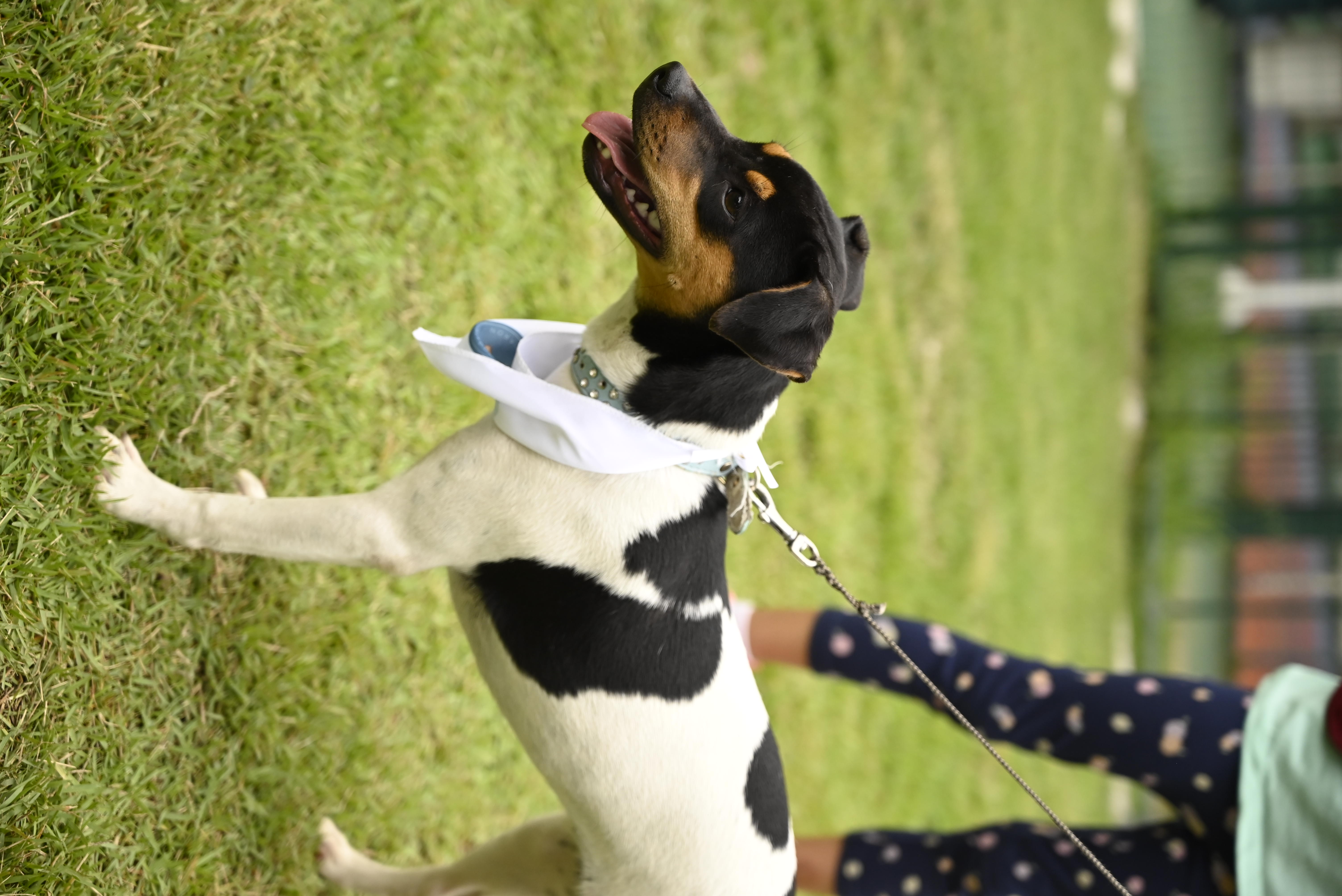 Brindes do evento PetDay em exposição
